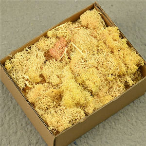 มอสตกแต่งโต๊ะต้นไม้กระถางมอสตกแต่งบ้านศิลปะตกแต่งบ้าน - Product Image 6