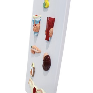 Modèle de système endocrinien de haute précision, structure combinée multi-glandulaire, équipement de formation en anatomie pour les écoles de médecine. - Product Image 5