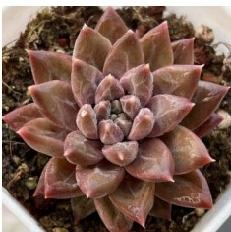 Plante succulente Echeveria <span class=keywords><strong>Oracle</strong></span> Compact Rosette, feuillage violet mat, faible consommation d'eau, pour aménagement de jardin, patio, cour et bureau - Product Image 2