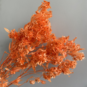 Fleurs séchées les plus vendues du Yunnan, fleurs préservées, fleurs de papillon séchées, freesia, <span class=keywords><strong>iris</strong></span> japonica pour la décoration de la maison et la fête des mères - Product Image 6