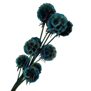 Naturale conservato Scabiosa Mulino a vento di frutta bella naturale Starflower essiccata per la festa di casa - Product Image 1