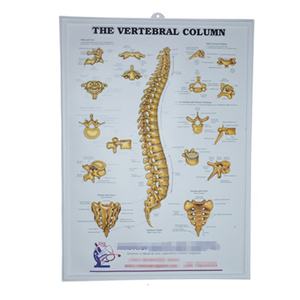 Tùy Chỉnh Nhựa PVC Dập Nổi Y Tế Mắt Poster Mắt Người 3D Giải Phẫu Biểu Đồ Áp Phích - Product Image 2