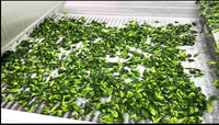 Machine de congélation en tunnel automatique IQF industrielle continue pour perles de tapioca, boules de riz glutineux Tangyuan