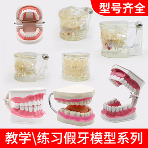 แบบจำลองการสอนทางทันตกรรม แบบจำลองฟัน แบบจำลองช่องปากมาตรฐานสำหรับเด็ก ฝึกการแปรงฟัน วัสดุ PLA - Product Image 3