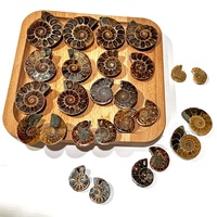 Pares al por mayor de fósiles de amonita y caracoles de Madagascar para colgantes DIY