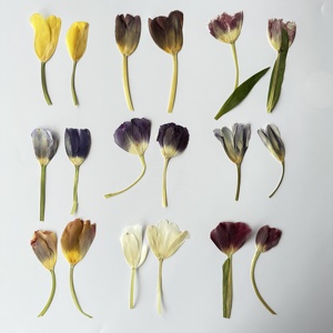 RTS 2 pz/confezione Fiori di tulipano pressati per custodie del telefono, lampade, resina epossidica, cornici e artigianato - Product Image 2