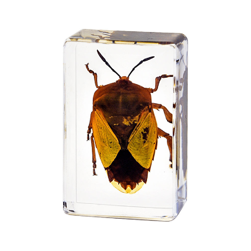 Boule de litière trompette 45 cm