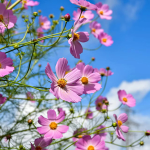 Set di 50 Bustine di Semi di Fiori Annuali Cosmos Early Sensation Biologici per Creare <span class=keywords><strong>il</strong></span> Tuo Giardino da Sogno per Uso a Terra - Product Image 1