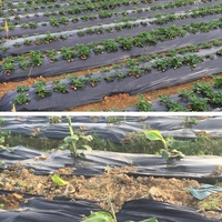 Trou de poinçon de paillis en plastique noir de protection UV pour le film de paillage de PE de ferme de myrtille agricole
