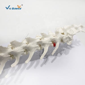 Modelo de Columna Vertebral Canina, <span class=keywords><strong>Esqueleto</strong></span> de <span class=keywords><strong>Perro</strong></span>, <span class=keywords><strong>Esqueleto</strong></span> Animal, <span class=keywords><strong>Esqueleto</strong></span> Canino, Enseñanza de Zootecnia, Columna Lumbar Canina - Product Image 4