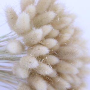 Bouquets de lapin naturels séchés à la Offre Spéciale Queue de lapin sec <span class=keywords><strong>Lagurus</strong></span> ovatus Fleur Saint Valentin Nouvel An - Product Image 1