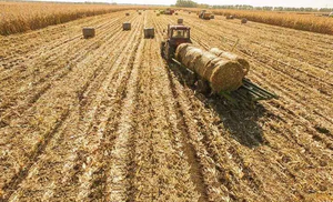 Toallitas dentales de paja de trigo natural, productos ecológicos personalizados con embalaje gratis de plástico - Product Image 5