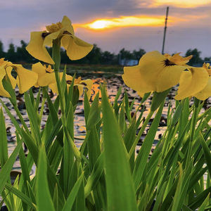 Iris <span class=keywords><strong>japonais</strong></span> 'I. ensata Ryugan' - une <span class=keywords><strong>plante</strong></span> aquatique adaptée aux bassins de jardin et aux serres - Iris <span class=keywords><strong>japonais</strong></span> - Product Image 3