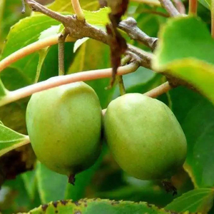 Polvere di Matatabi (Actinidia Polygama) all'Ingrosso da Frutti Secchi - Product Image 5