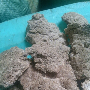 MUESCA DE COCO para ALIMENTACIÓN ANIMAL - HIERVA PARA GANADO, CERDO Y PESCADO 100% NATURAL DE VIETNAM TAMAÑOS PERSONALIZABLES - Product Image 1