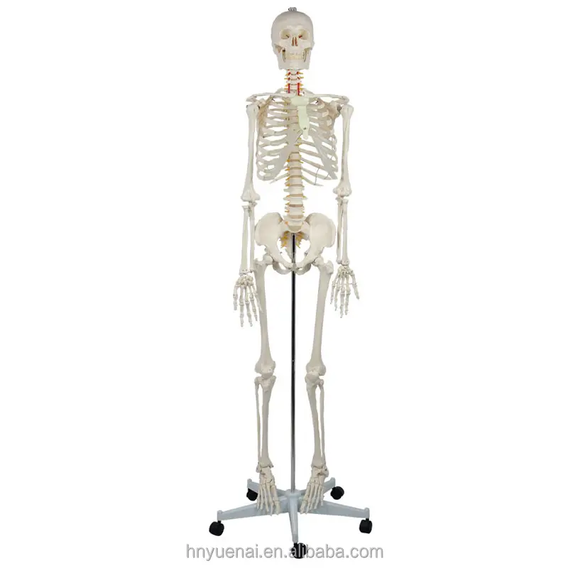 Squelette humain en plastique PVC 85 cm éducatif avec des nerfs modèle d'enseignement modèle anatomique