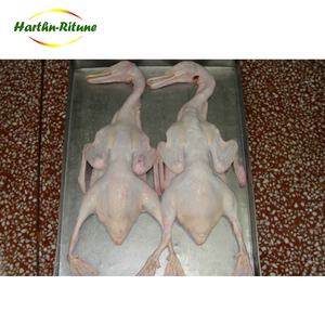 Quality and quantity assured halal duck breast bone in whole duck - Product Image 5
