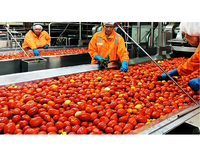 Volledig automatische tomatenverwerkingsinstallatie met PLC-besturing en continue verwerking voor hoogwaardige tomatenproducten