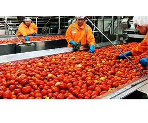 Usine de transformation de tomates entièrement automatique avec contrôle PLC et traitement continu pour des produits tomatiers de haute qualité - Product Image 1