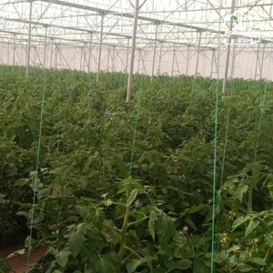 Serre de jardin verte durable en polyéthylène haute résistance avec filet d'ombrage vert résistant aux UV pour légumes, fruits et fleurs - Product Image 3