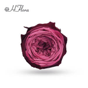 Hflora Haute Qualité À La Main Préservé Austin Rose Tête Fleur Éternelle Real Touch Forevers Rose Austin <span class=keywords><strong>pour</strong></span> Mariage - Product Image 4