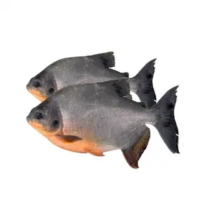 Preço do peixe Pomfret vermelho congelado mercado africano Fazenda de peixes Pacu vermelhos congelados IQF tamanho grande