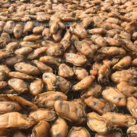 Fujian Origin Export Kwaliteit Gedroogde Zeevruchten Natuurlijke Zongedroogde Oesters Gouden Oesters Ostreidae Zonder Schaal 1 Kg/zak Groothandel