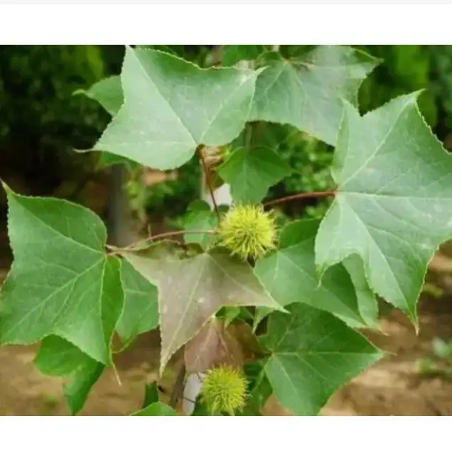 말린 Formosa 달콤한 껌 잎 아름다운 Sweetgum Liquidambar formosana 잎
