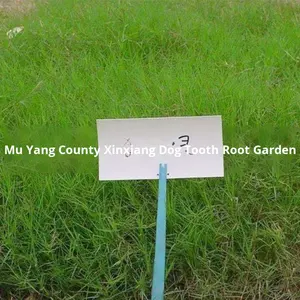 Semillas de Hierba de Raíz de Dichotomanthes, Semillas de Pueraria Mirifica, Protección de Taludes Verdeantes para las Cuatro Estaciones, Semillas de Pasto Perenne - Product Image 2