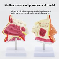 Modelo Anatómico de Ciencias Médicas: Sección Longitudinal de Faringe, Nasofaringe, Cavidad Oral y Laringe en PVC, Cavidades Nasales Humanas