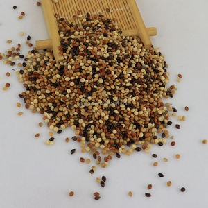 Nihewan Biologische Vogel Voedt Ongehulde Gierst In Rood Geelgroen 4 Kleur Mix Gierst - Product Image 3