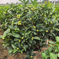 Tanaman Bunga Camellia Japonica Berbagai Varietas Ukuran Beragam Evergreen Indoor Outdoor Hiasan Pot untuk Wisuda Natal