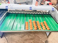 Trieuse d'œufs en acier inoxydable avec convoyeur à bande, classificateur multi-gamme pour la transformation de poulet, canard et volailles