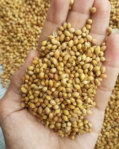 Graines de coriandre entières, épices naturelles, Orissa DALAI IMPEX, pour la cuisine et l'assaisonnement - Product Image 6
