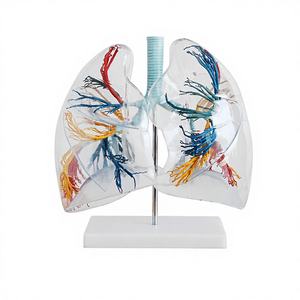 Modèle transparent de segment pulmonaire de l'Université Médicale Navale - Modèle anatomique pour l'étude du système respiratoire et de l'anatomie pulmonaire - Product Image 1