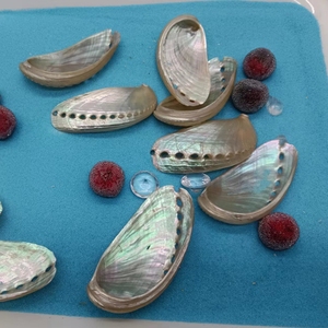 Coquille d'ormeau d'oreille d'âne naturelle pour la collecte d'échantillons, décoration de meubles, porte-<span class=keywords><strong>savon</strong></span> DIY - Product Image 3