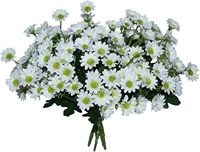 Bunga buatan sutra aster buatan Gerber aster untuk dekorasi rumah