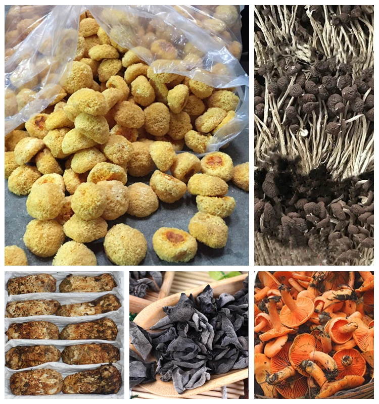 Photos Chine : champignons comestibles au Hebei — Chine Informations