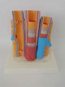 Clips articulaires d'anatomie, modèle DVT, veston des veines profondes, ondulées, modèle - Product Image 2