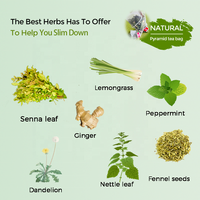 Thé Détox Minceur aux Herbes Catherine pour Adultes – Perte de Poids – Marque Privée – Sachets de Thé Faible en Gras