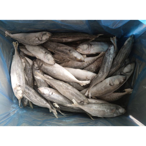 Poisson congelé, maquereau, poisson BQF, maquereau atlantique de grande taille, fournisseur de maquereau - Product Image 4