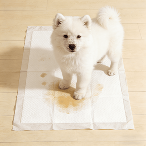 Free Sample Wholesale Eco Friendly Bamboo Charcoal <b>Pads</b> S M L XL Cheap Pet Dog Toilet Mat Dog Pee <b>Pads</b> Water Proof Training <b>Pad</b> - Product Image 2