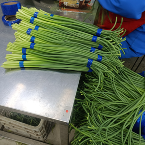 <span class=keywords><strong>Ail</strong></span> frais certifié GLOBAL GAP HACCP, tiges d'<span class=keywords><strong>ail</strong></span> en vrac, expédition en chaîne du froid, vente en gros pour supermarchés, provenant du Shandong, Chine - Product Image 6