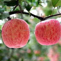 China Bulk Verse Appels Hoge Kwaliteit Vers Fruit Specificatie