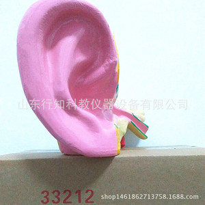 Modèle d'agrandissement de l'anatomie de l'oreille 33212, équipement pour expériences biologiques, fabricant de modèles, produit et vend des modèles - Product Image 5