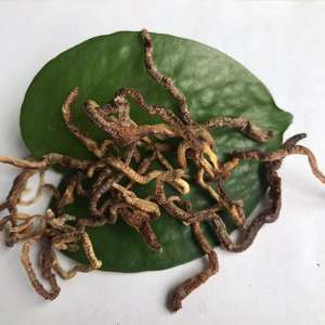 फ्रीज सूखे केंचुआ मछली Lures खाद्य केंचुए - Product Image 4