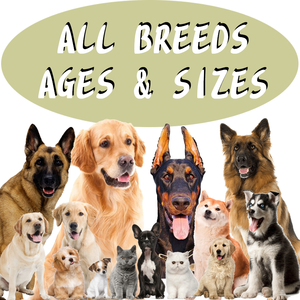 반려견 및 반려묘용 영양 프리바이오틱스 소프트 츄 소화 프로바이오틱스 장 면역 간식 반려동물 건강 관리 보조제 및 비타민 - Product Image 5