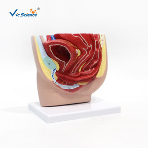 Modèle d'anatomie sagittale pelvienne féminine, modèle du système urogénital, modèle médical d'anatomie humaine en section sagittale médiane - Product Image 5