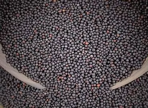 เมล็ดคาโนลา (เรพซีด) คุณภาพเยี่ยม ราคาคุ้มค่า อุดมด้วยสารอาหาร สะอาด แห้ง ขนาดสม่ำเสมอ ยี่ห้อ GTSA จากแอฟริกาใต้ สำหรับขาย - Product Image 3