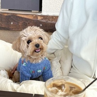 Pull en tricot pour chien mignon, broderie florale 3D faite à la main, pull pour chiot, vêtements pour animaux de compagnie doux et chauds, manteaux d'hiver pour chiens
